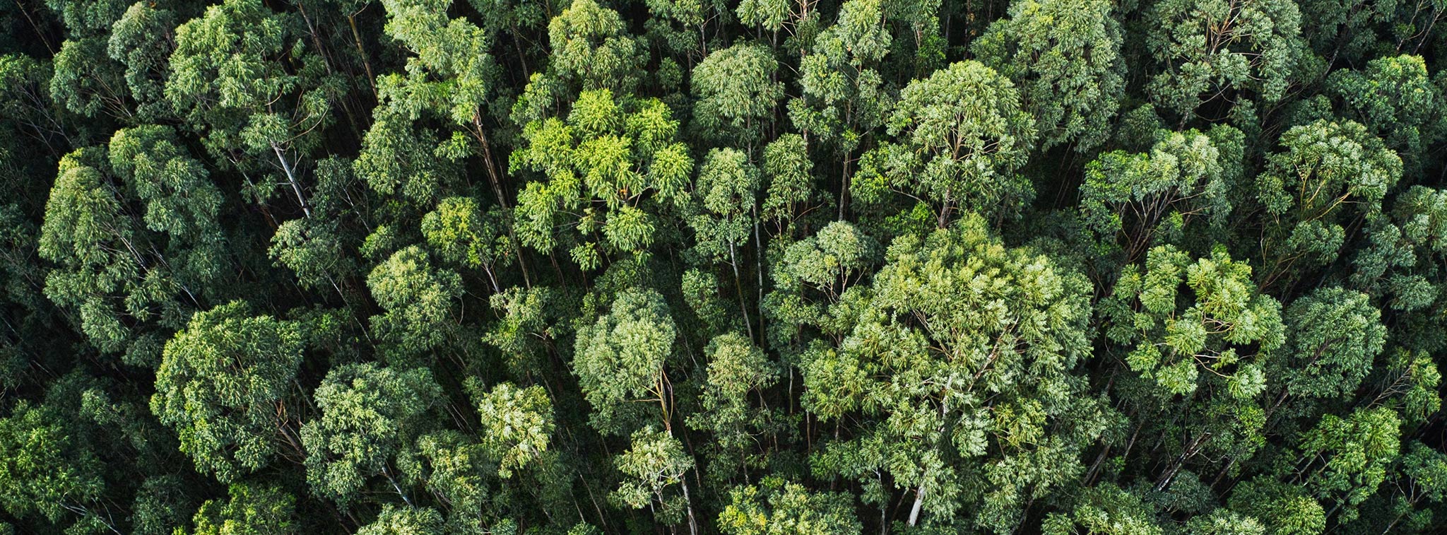 Aerial of trees in a forest