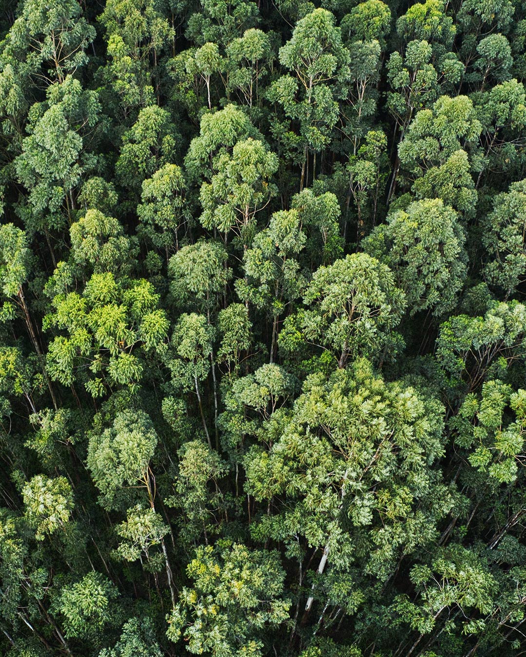 Tree Tops
